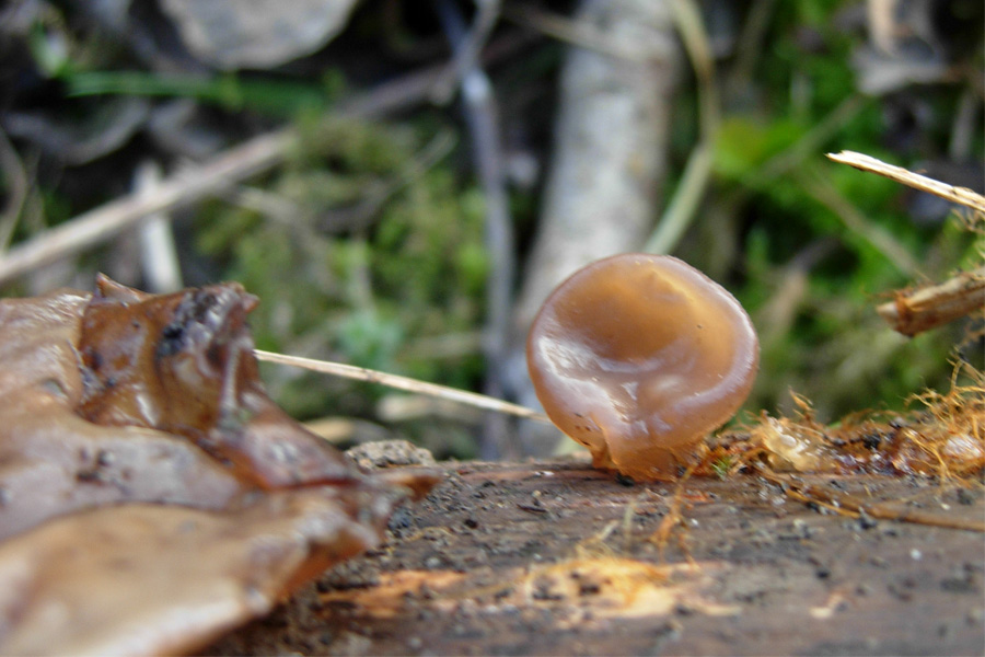 tanti funghi